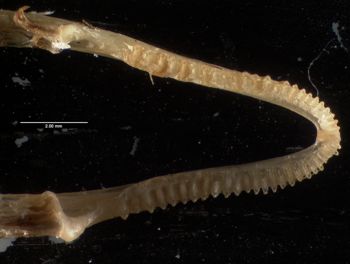 Media type: image;   Herpetology R-184660